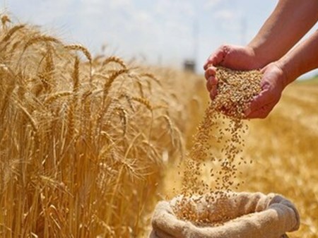 رشد ۴۱ درصدی حمل گندم در خوزستان در سه‌ماهه اول امسال