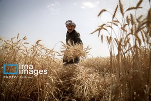 رییس سازمان جهاد کشاورزی استان خوزستان؛  آمادگی کامل خوزستان برای خرید تضمینی گندم/ کشاورزان دغدغه‌ای نداشته باشند