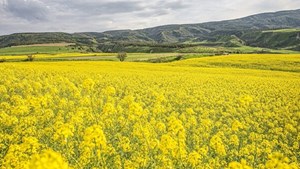 تولید کلزا به ۱۸۰ هزارتن می رسد