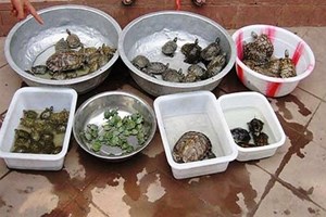 خرید و فروش غیرقانونی گونههای جانوری و گیاهی در روزهای پایانی سال ممنوع