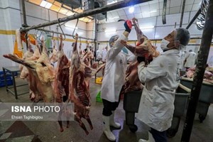 تشکیل کارگروه مقابله با کشتار غیرمجاز دام در اهواز