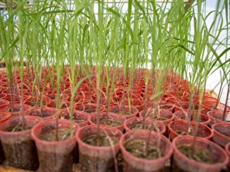 تولید دو رقم جدید نیشکر در خوزستان