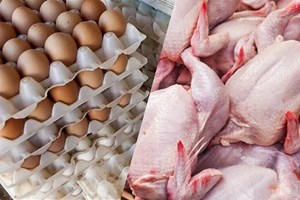 قیمت جدید مرغ و تخممرغ تا پایان فروردین سال آینده تثبیت میشود