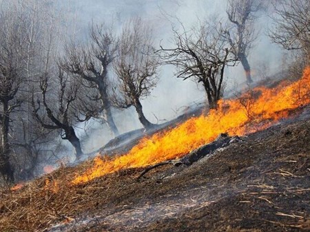 حریق ۲۵۰ هکتار از جنگل‌های خوزستان از ابتدای سال جاری