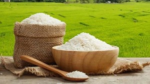 برنجهای شمال ارزانتر از پارسال اما به یک شرط