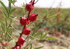 خوزستان میزبان جشنواره استانی چای ترش