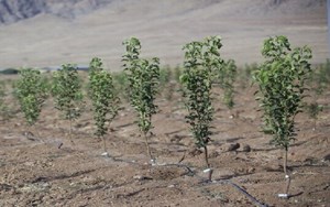 استاندار:کارگروهی ملی برای توسعه و حمایت از زراعت چوب در خوزستان تشکیل میشود