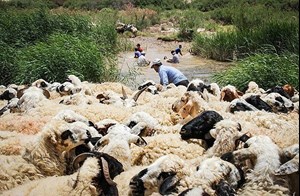 مدیرعامل اتحادیه مرکزی دام سبک اعلام کرد: صادرات پشم سفید همچنان ممنوع است/ با مازاد پشم مواجهیم