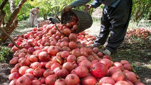 تولید انار امسال به بیش از یک میلیون تن میرسد