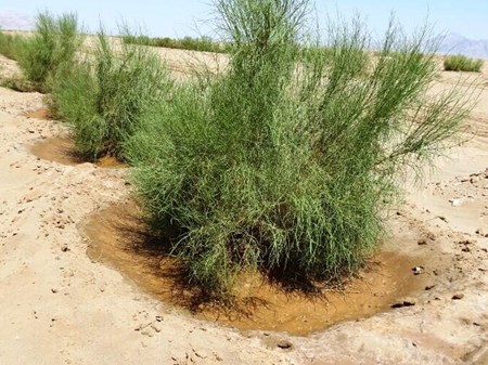 بیابان‌زدایی در ۶۰ هزار هکتار کانون ریزگرد خوزستان