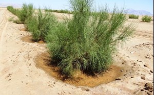 بیابانزدایی در ۶۰ هزار هکتار کانون ریزگرد خوزستان