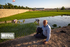 رشد سه برابری صدور سند مالکیت زمین کشاورزی در خوزستان