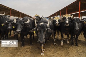 سورگوم علوفه‌ای؛ گزینه‌ای کم‌آب‌بر برای تامین خوراک دام در خوزستان