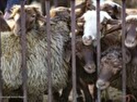 گوشت قرمز نرخ مصوبی ندارد