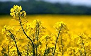 خرید بیش از ۱۶ هزار تن کلزا در خوزستان