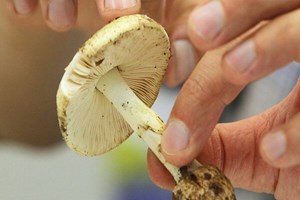 قارچهای روییده در طبیعت؛ زیبایی خطرناک پاییز و زمستان