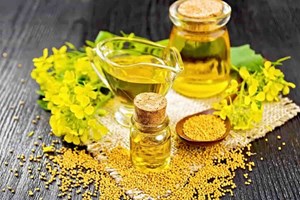 مجری طرح دانههای روغنی وزارت جهاد کشاورزی؛ نیاز کشور به «کلزا» حدود ۳.۵ میلیون تن است