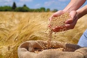 این هفته پول گندم‌کاران واریز می‌شود