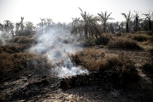 آتشسوزی در اروندکنار؛ ۲۰ هزار نهال خرما از بین رفت