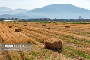 رئیس بنیادملی گندمکاران پاسخ داد آیا قیمت جهانی گندم برای کشاورزان به صرفه است؟