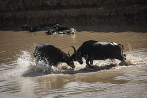 تدوین نخستین دستنامه بومی اصلاح‌نژاد گاومیش خوزستان