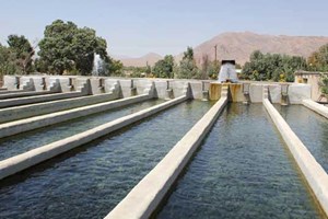 مدیرکل سازمان شیلات ایران اعلام کرد؛ راهاندازی خرید و عرضه نهادههای خوراک آبزیان در بازارگاه شیلات