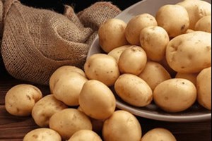 رئیس انجمن ملی سیبزمینی ایران: قیمت سیبزمینی به یکسال قبل برنمیگردد/ دولت در کار تولید و بازار سیبزمینی دخالت نکند