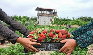 افزایش مزارع پیشرو در خوزستان به ۱۷۰ مزرعه، هدفگذاری افزایش ۲۰ درصدی عملکرد مزارع