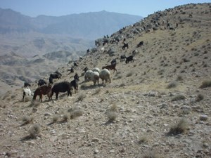 هشدار پژوهشگر خوزستانی: مراتع استان نیازمند احیای فوری هستند
