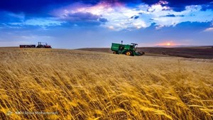 تولیدگندم به بیش از ۱۴ میلیون تن میرسد