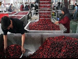 صدور ۵۳ جواز تاسیس و پروانه بهره برداری صنایع تبدیلی و غذایی در خوزستان