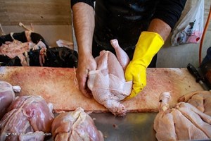 صادرات مرغ به زودی آغاز می‌شود