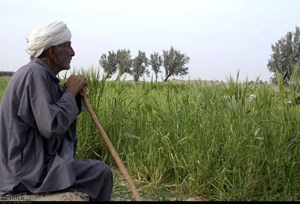 برداشت محصولات پاییزی در خوزستان به علت بالا بودن رطوبت زمین به تاخیر افتاد