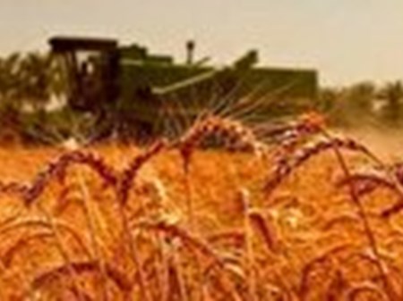 کشاورزان دیم کار اقدام به کشت کنند