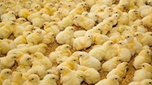 افزایش جوجه ریزی در مرغداریهای خوزستان