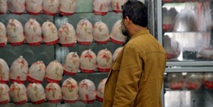 وزارت جهاد: با گرانفروشی مرغ شدیدا برخورد میکنیم