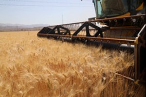 نرخ خرید تضمینی گندم ۱۴۰۵-۱۴۰۴ تا پایان خرداد تعیین میشود