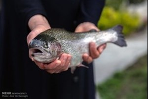 افزایش قیمت ماهی قزلآلا در نیمه دوم سال