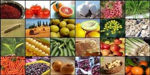 رئیس خانه صمت: تولیدکنندگان پای کار هستند تا چرخ تولید کشور متوقف نشود