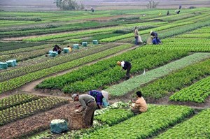 دستورالعمل اجرایی طرح کشت قراردادی به زودی ابلاغ میشود