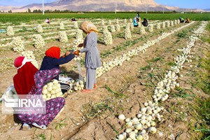 سرپرست سازمان مرکزی تعاون روستایی خبر داد: خرید توافقی ۵ میلیون تن محصول کشاورزی