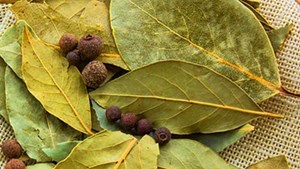 گیاهی معطر که عفونت ادراری و دندان درد را درمان میکند