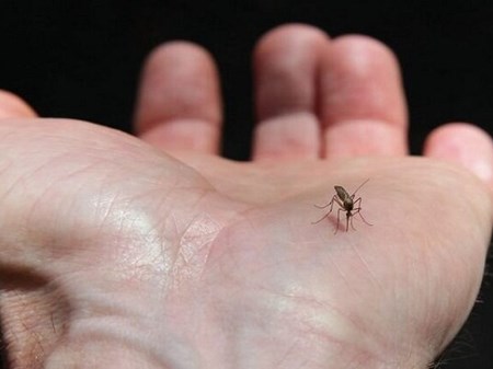 گسترش فعالیت پشه آئدس با بارش‌های پاییزی / هشدار گسترش تب دنگی در مناطق شمالی و جنوبی