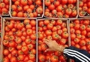 قیمت گوجهفرنگی در بازار به زودی متعادل میشود