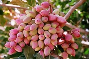 نخستین آفتکش گیاهی بر پایه گیاهان بومی ایران و کنترل آفت پسته ثبت شد
