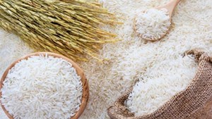 پتانسیل تولید ۳ میلیون تن برنج در کشور وجود دارد