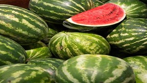 میانگین غلظت نیترات در هندوانههای ایران کمتر از ۱۰ میلیگرم بر کیلو گرم است