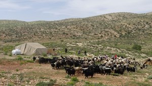 بیمه زنان روستایی دارای ۳ فرزند به مرحله اجرا می‌رسد