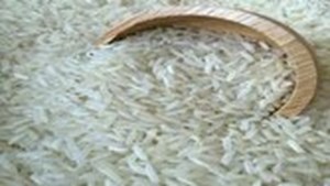 هیچ گزارشی از احتکار برنج به دست ما نرسیده است/ برنج هاشمی با قیمت ۲۹۰ هزارتومان عرضه میشود