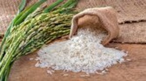 دبیر انجمن تولیدکنندگان و تامین کنندگان برنج: نگرانی در خصوص تامین برنج نداریم